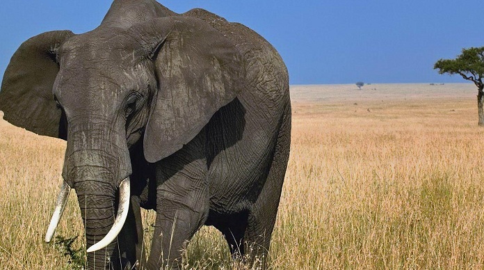 African Elephant - Mammal, Red List of Endangered Species -RelivEarth
