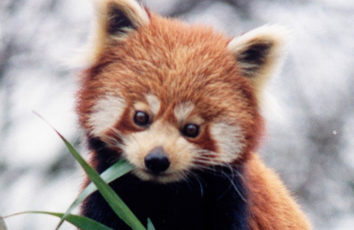 Black Red Panda pictures, White Red Panda pictures, Red Panda pictures