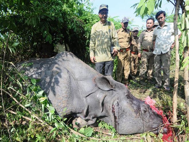 PM hails Assam's effort to stop rhino poaching